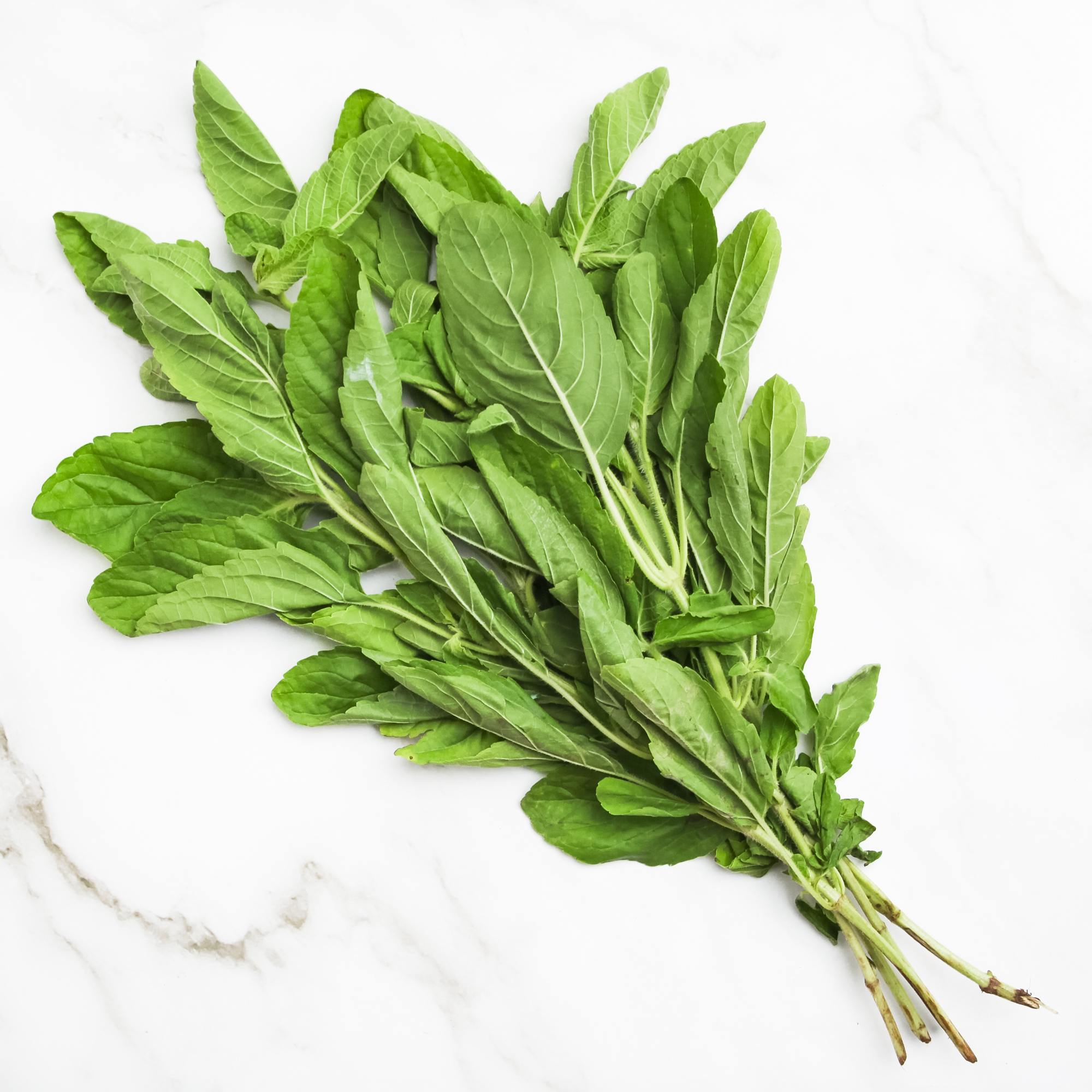 Organic Holy Basil